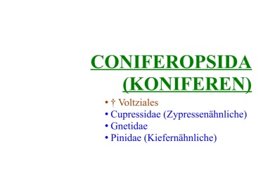 Coniferopsida (Koniferen) 