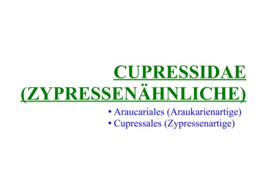 Cupressidae (Zypressenähnliche) 