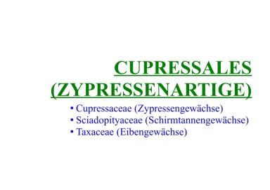 Cupressales (Zypressenartige) 