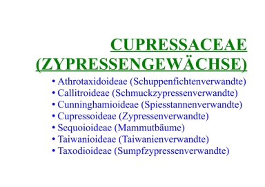 Cupressaceae (Zypressengewächse) 