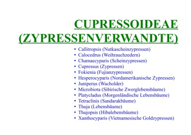 Cupressoideae (Zypressenverwandte) 