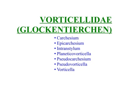 Vorticellidae (Glockentierchen) 