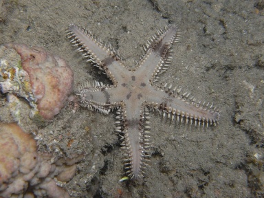 Astropecten polyacanthus (sand sifting starfish)
