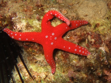 Fromia ghardaqana (Ghardaqa sea star)