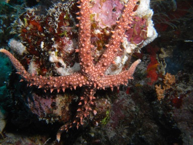 Gomophia egyptiaca (egyptian sea star)