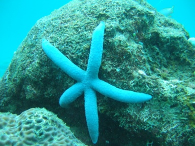 Linckia laevigata (blue sea star)