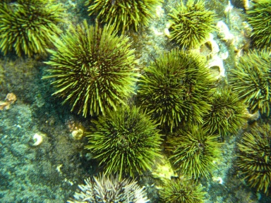 Seeigel 