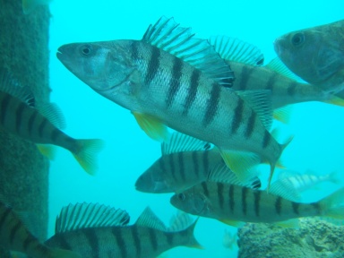 Knochenfische 
