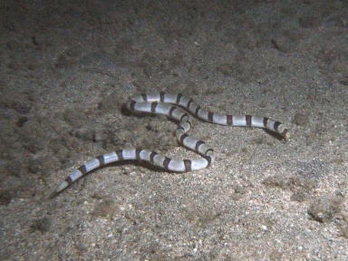 ringed snake eel