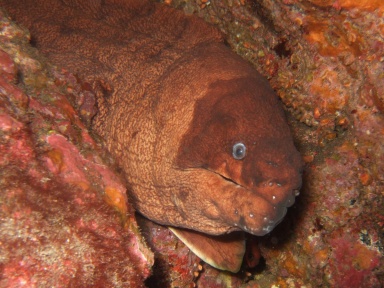 brown moray eel