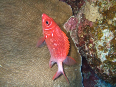 silverspot squirrelfish