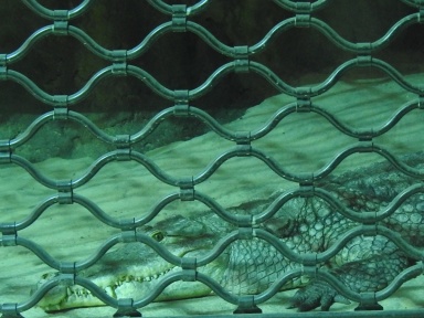 Krokodile 