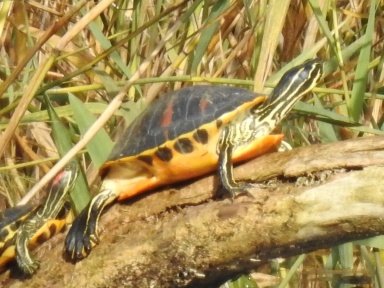 florida red-bellied cooter