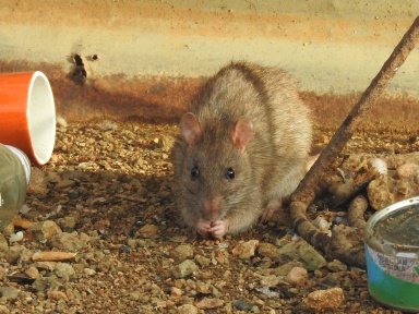 Langschwanzmäuse 
