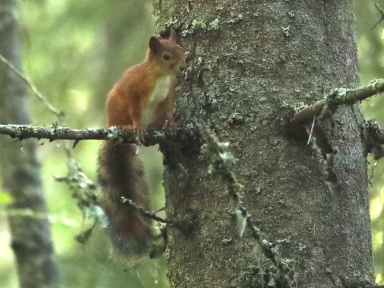 Hörnchen 