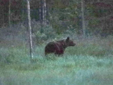 Bären 