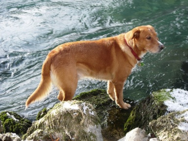 Hundeähnliche 