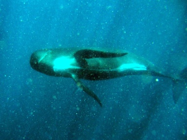 long-finned pilot whale