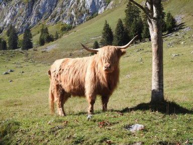 domestic cattle highland cattle