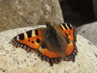  Insekten 