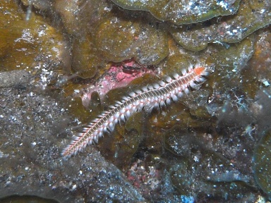 Annelida (Ringelwürmer) 