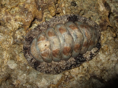Käferschnecken 