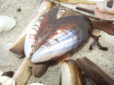 Muscheln 