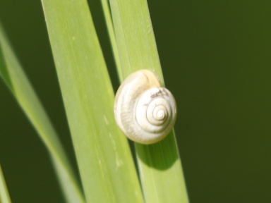 Schnecken 