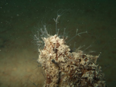Hydrozoen 