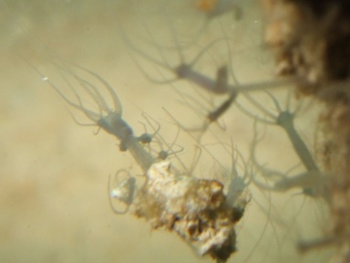 freshwater polyp sp.