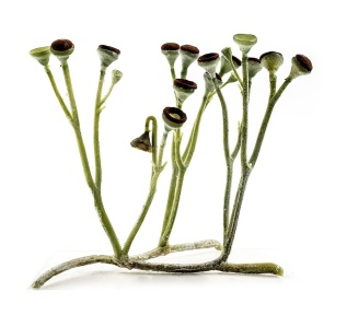† Tracheophyta (Gefässpflanzen) 
