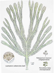 † Spermatophytina (Samenpflanzen) 